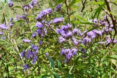 Chromolaena pulchella
