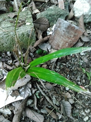 Thrinax radiata