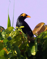 Long-Tailed Myna photo 3