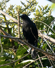Brown-Winged Starling photo 2