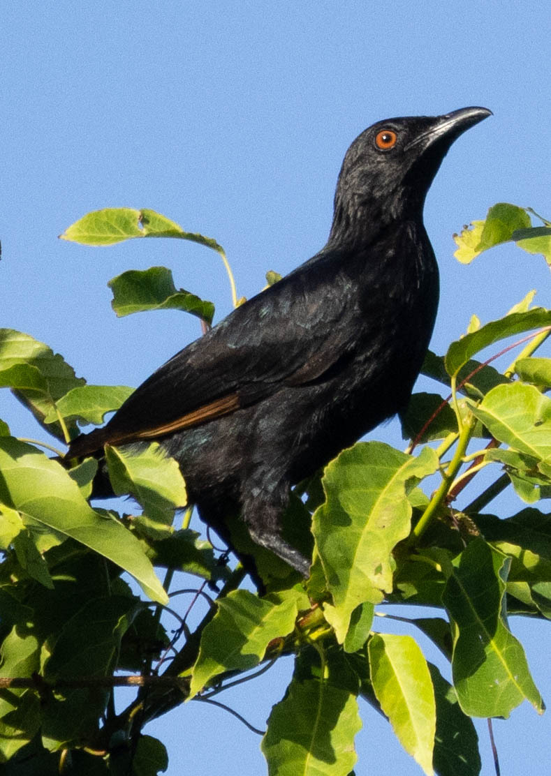 Brown-winged Starling illustration