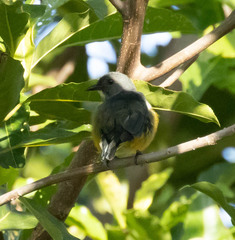 Midget Flowerpecker photo 3