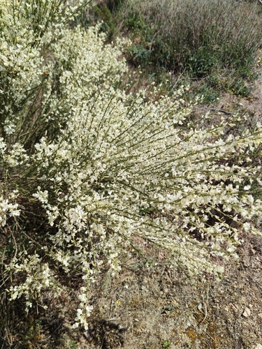 white Spanish broom