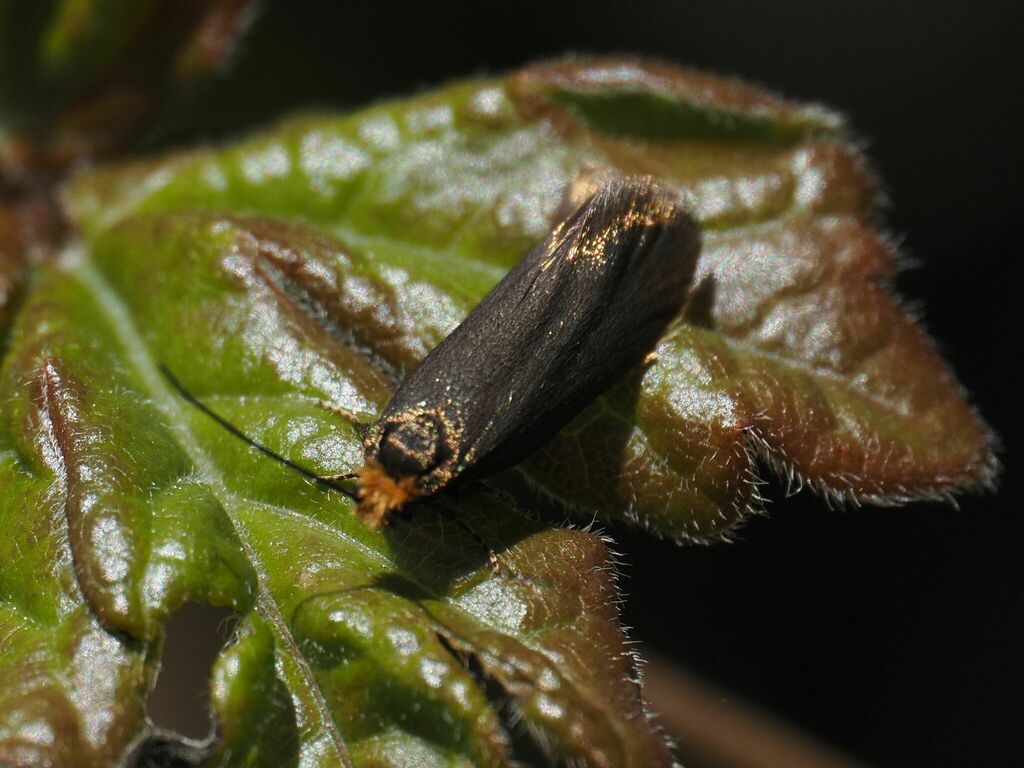Incurvaria koerneriella