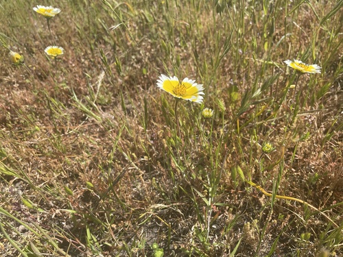iNaturalist observation photo of Frémont's tidytips