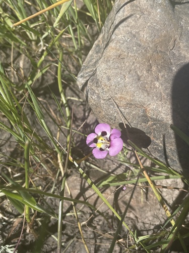 iNaturalist observation photo of tricolor monkeyflower
