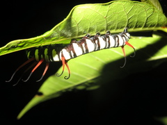 Euploea leucostictos