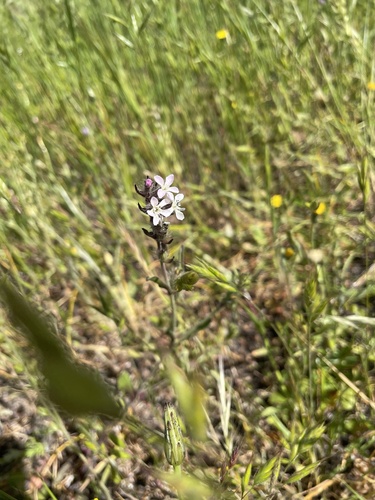 iNaturalist observation photo of Small-flowered Catchfly