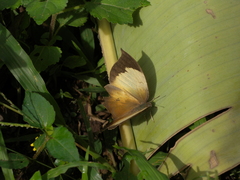 Consul electra electra