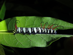 Euploea leucostictos