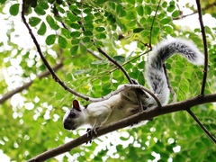 Sciurus variegatoides