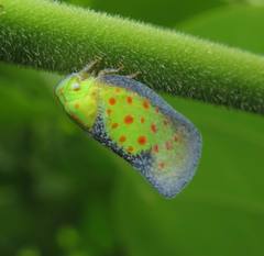 Neomelicharia consociata