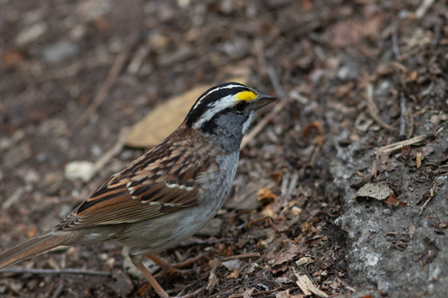 White-throated Sparrow photographed in New York