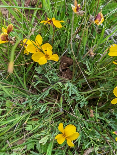 Image of Viola douglasii by (c) Dominic Gentilcore, some rights reserved (CC BY)