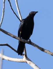 Brown-Winged Starling photo 3