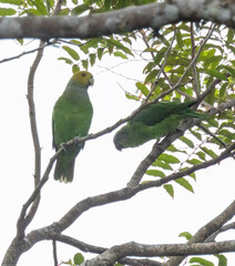 Singing Parrot photo 2