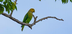 Singing Parrot photo 4