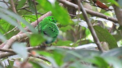 Hose's Broadbill photo 4
