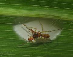 Diolenius armatissimus