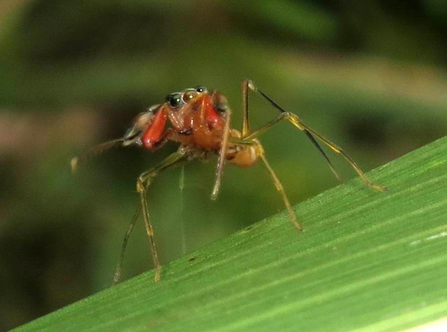 Diolenius armatissimus