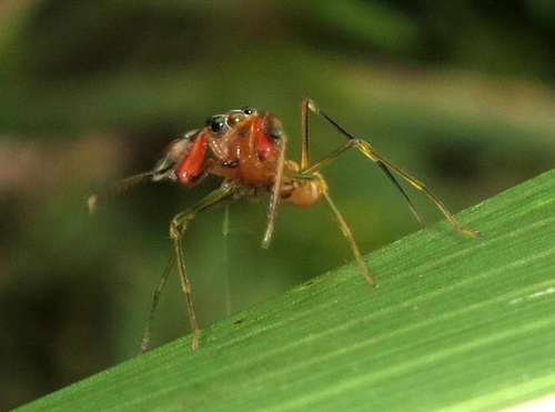 Diolenius armatissimus
