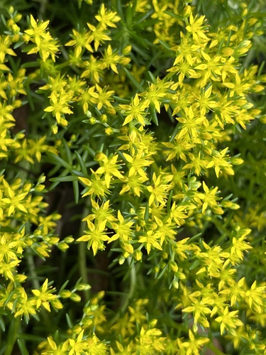 Sedum mexicanum