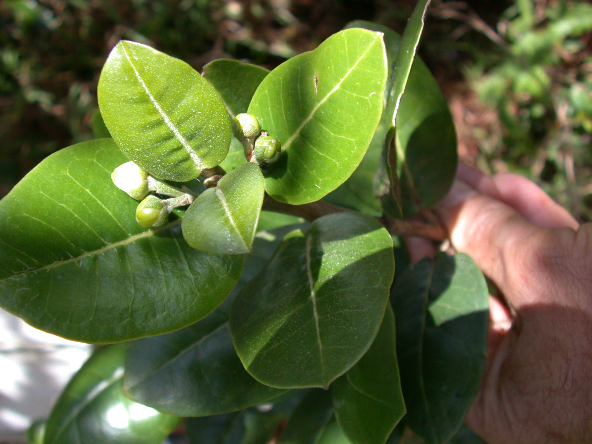 Melicope kaalaensis