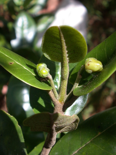 Melicope kaalaensis