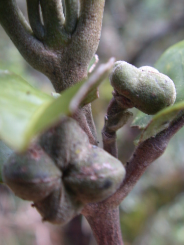 Melicope kaalaensis