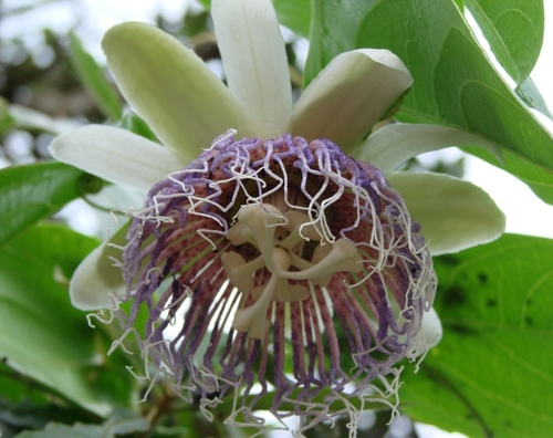 Bell apple