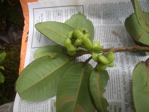 Melicope kavaiensis