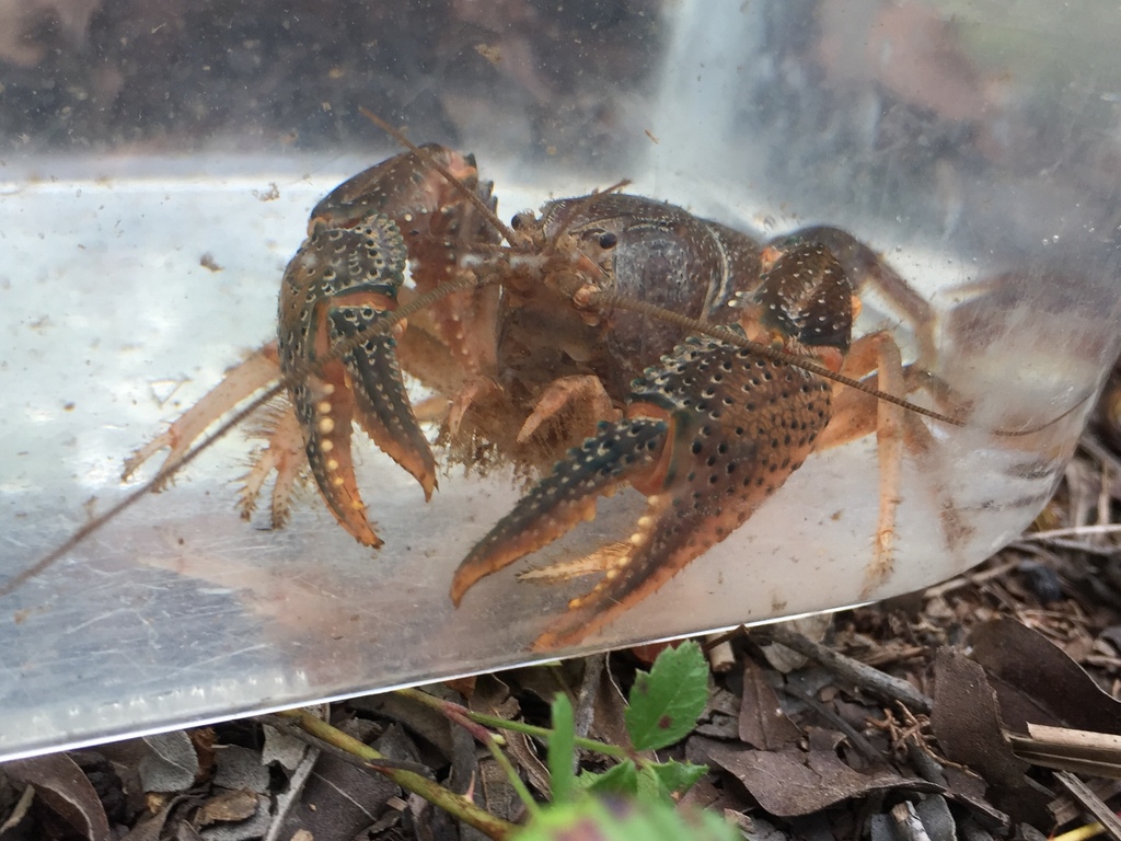 Vidalia Crayfish