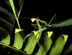 Tenodera blanchardi