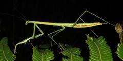 Tenodera blanchardi