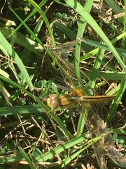 Libellula needhami