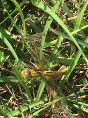 Libellula needhami