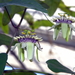 Passiflora colinvauxii - Photo (c) C T Johansson, algunos derechos reservados (CC BY)