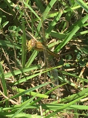 Libellula needhami