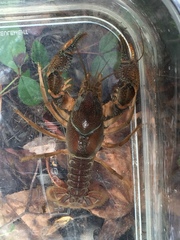 Procambarus advena