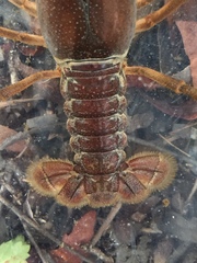 Procambarus advena