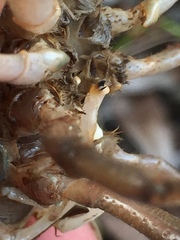 Procambarus advena