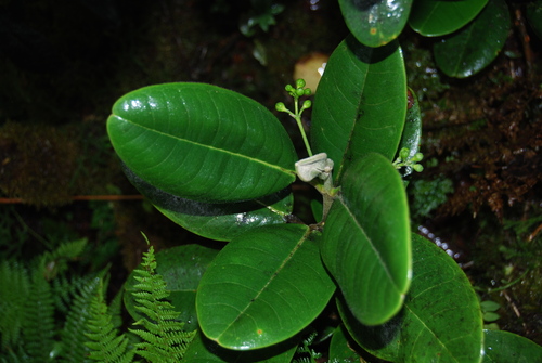 Melicope kavaiensis