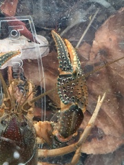 Procambarus advena