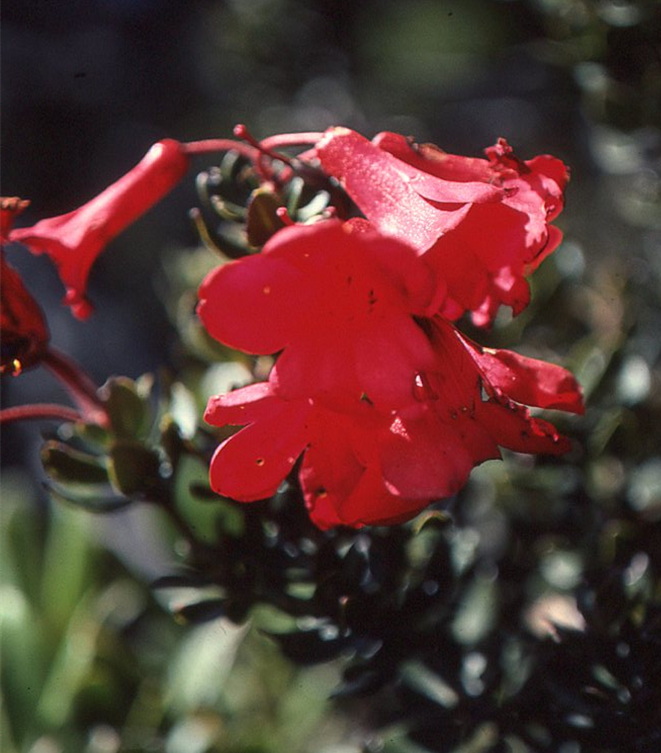 rhododendron inkarho dufthecke weiss Rhododendron 'INKARHO® Dufthecke' Weiß kaufen