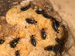 Acalymma trivittatum