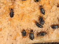 Acalymma trivittatum