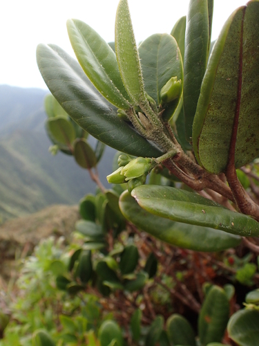 Melicope kavaiensis
