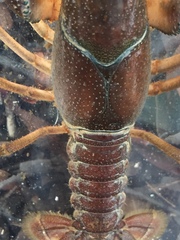 Procambarus advena