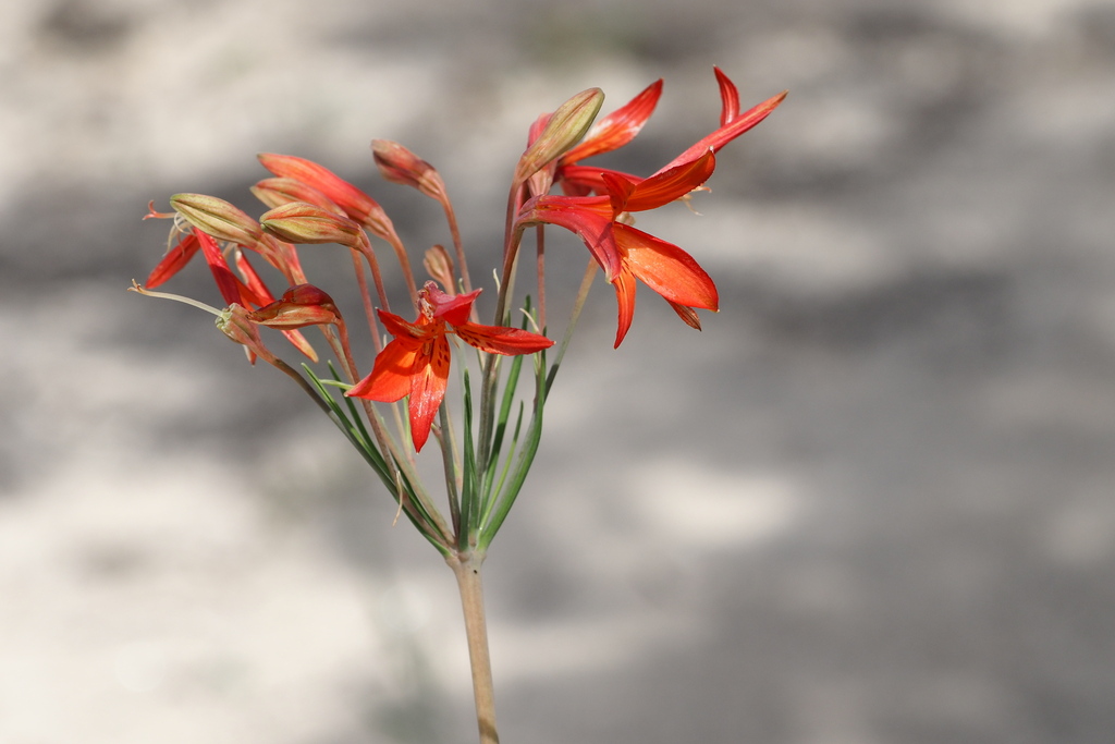 Alstroemeria stenophylla