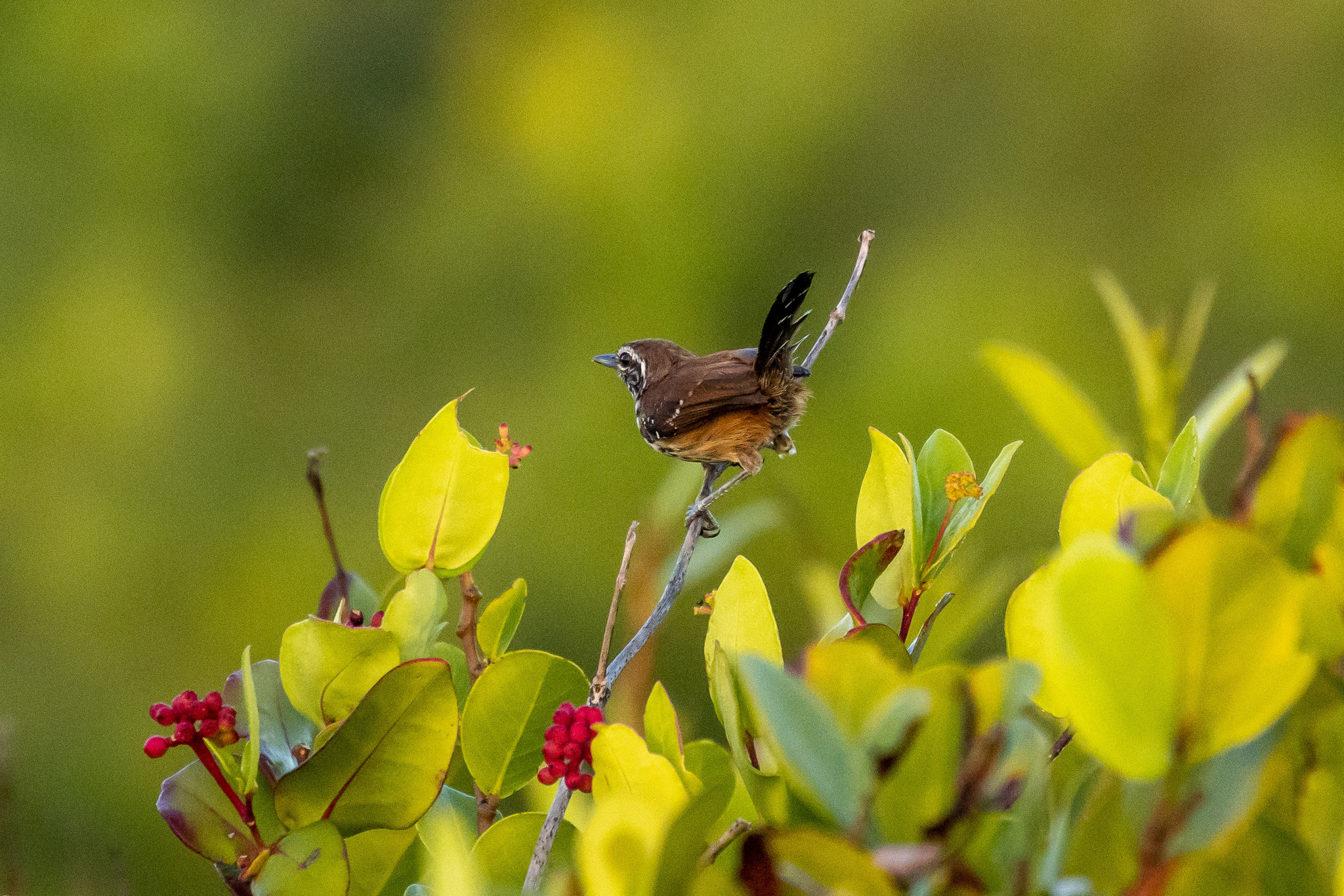 Rusty-backed Antwren (Formicivora rufa)